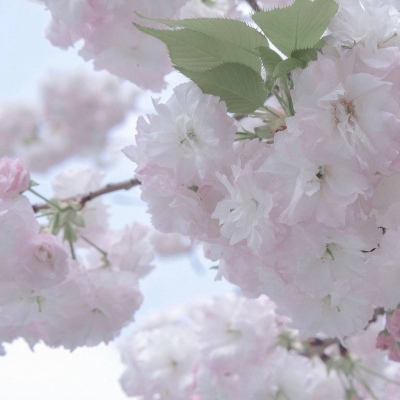 Furry圈经典作品赏析Furry群